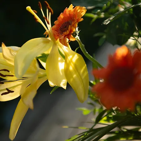 La Jolie Longère Fleurie Roulotte Avec Piscine Et Grand Jardin 3*